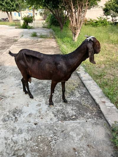 desi goat for sale