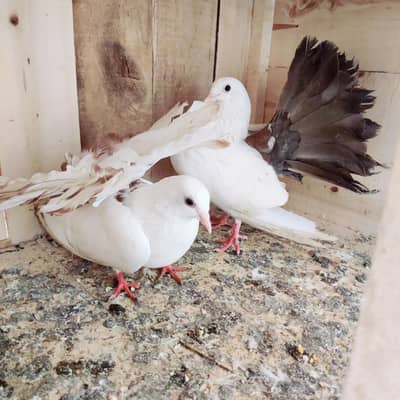 fantails for sale