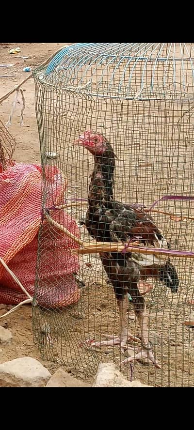 high quality  mainwali zero size phatta for sale father pic attached