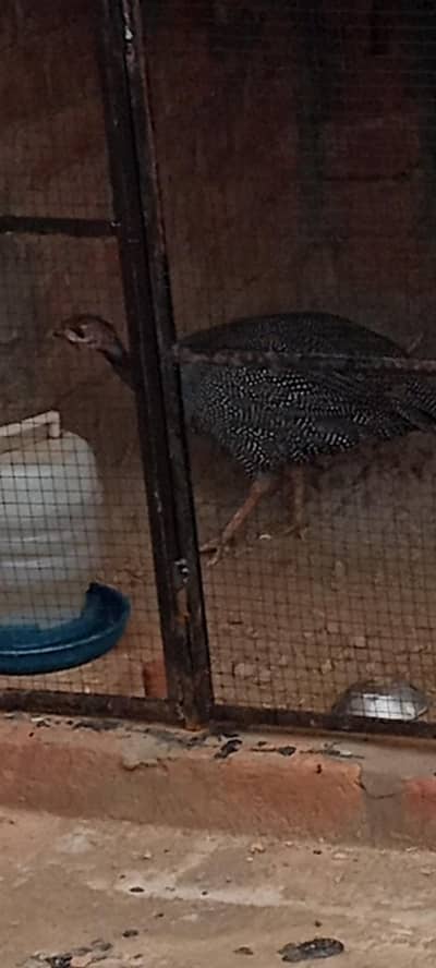 Helmeted Guinea Fowl چکور مور