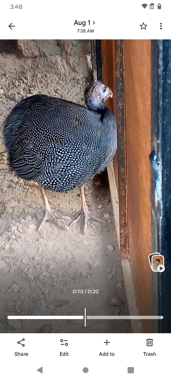 Helmeted Guinea Fowl چکور مور — photo 2