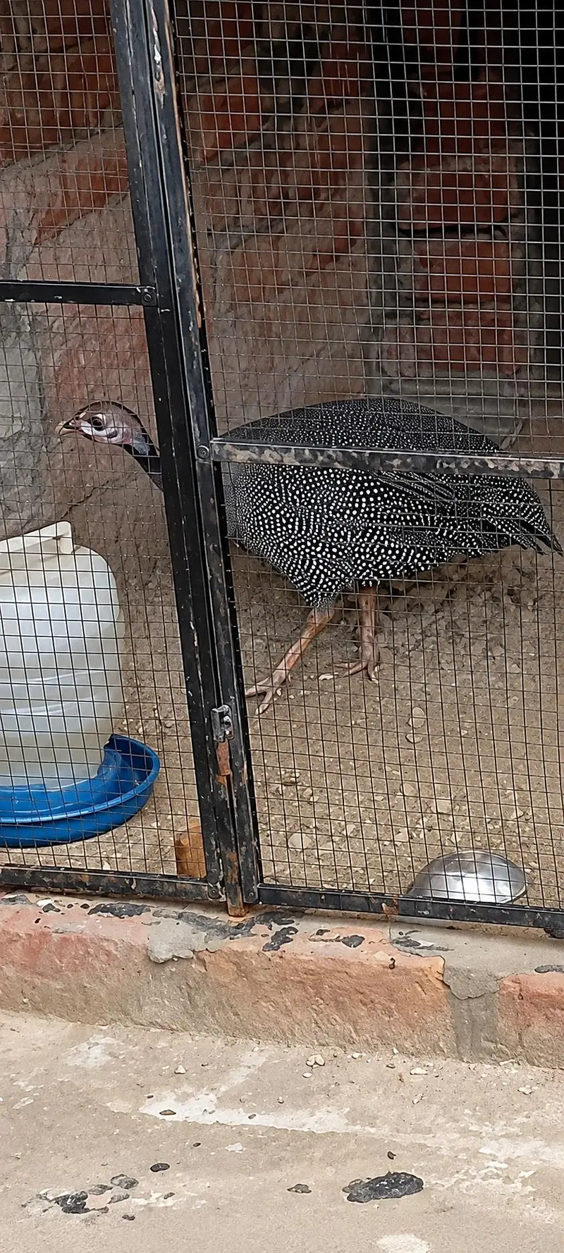 Helmeted Guinea Fowl چکور مور — photo 3