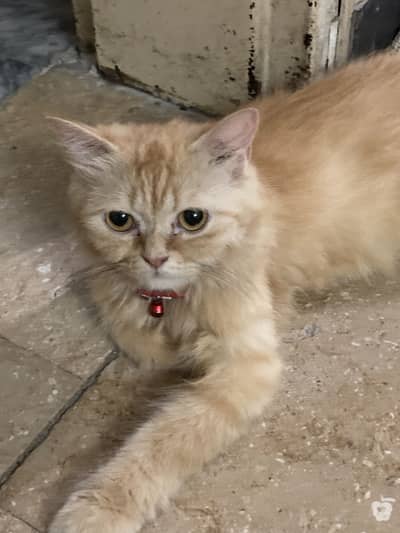 Mix Persian female