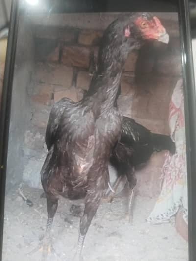 2 female for sale shamo