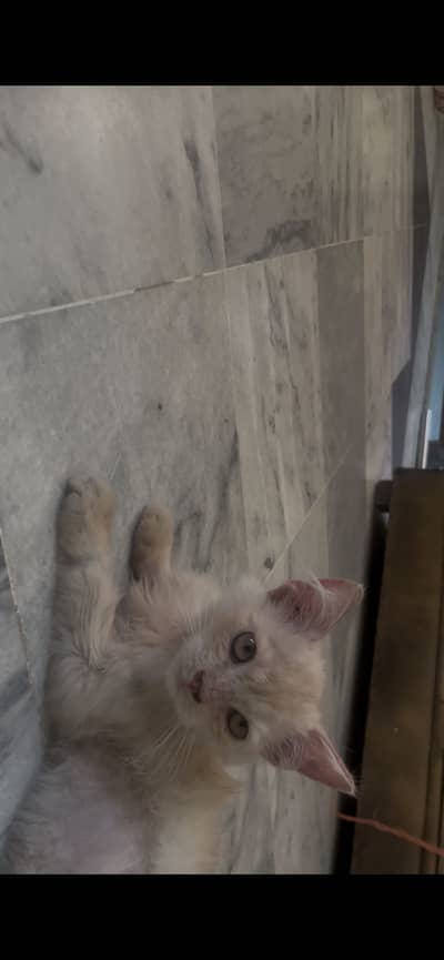 Persian cat triple coat for sale
