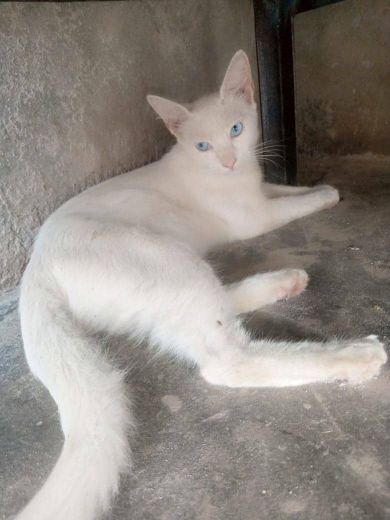 cat for 0