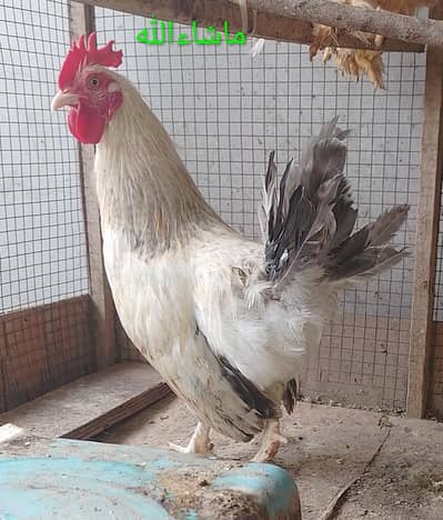 Fancy Male/Cock