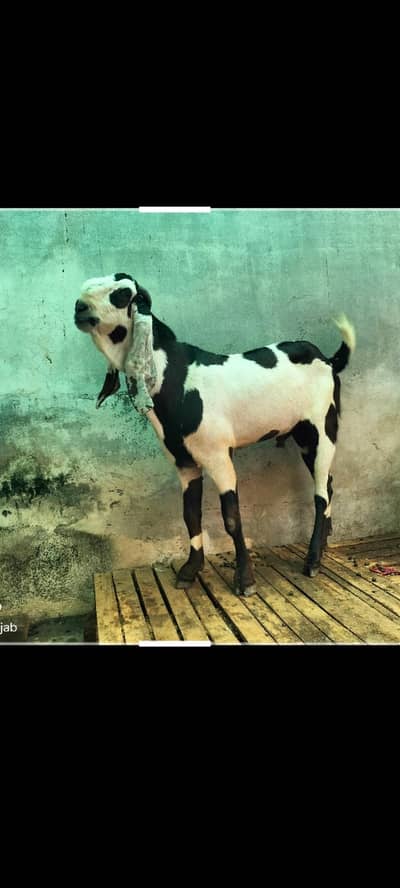 sahiwal nasal ki bakra nagra