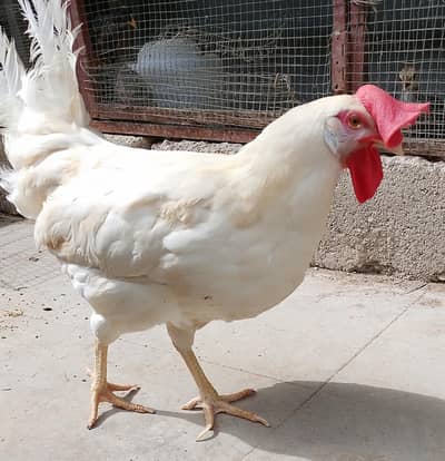 white hens