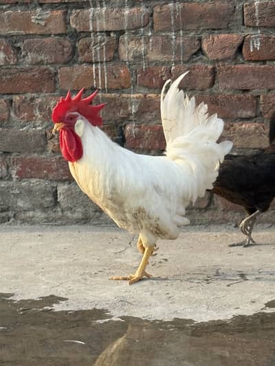Desi pair of hens