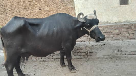 khangan bhanse
