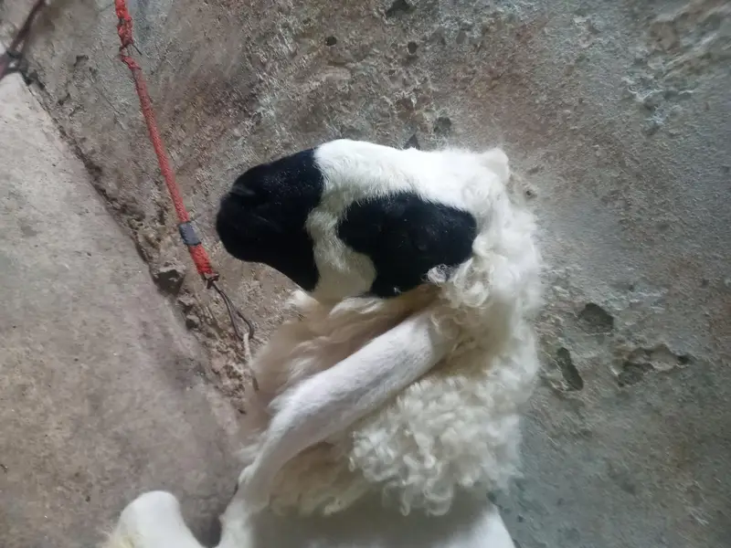 jakua badi — photo 2