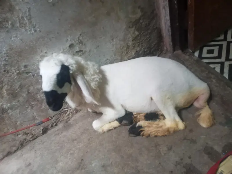 jakua badi — photo 3