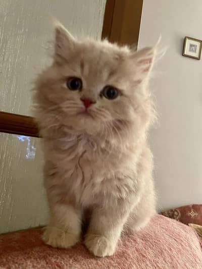 kitti for sale
