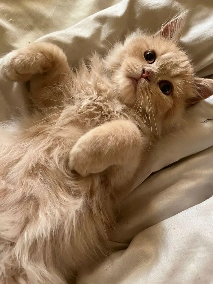 kitti for sale — photo 2