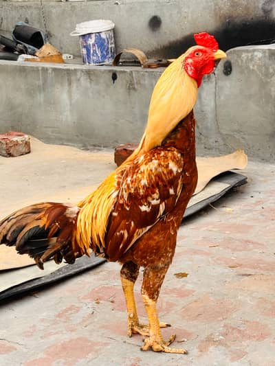 Mianwali Aseel Chicks | Healthy Desi Aseel |