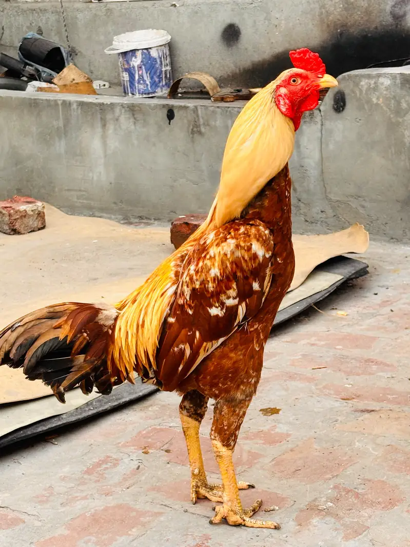 Mianwali Aseel Chicks | Healthy Desi Aseel |
