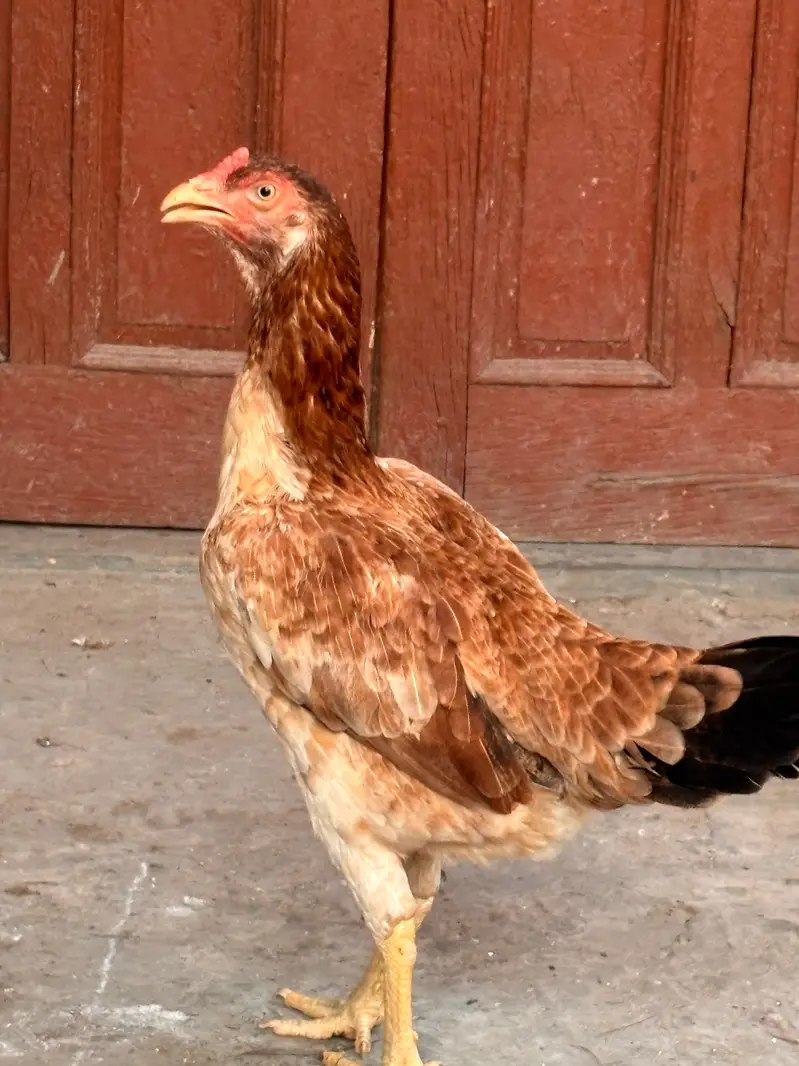 Mianwali Aseel Chicks | Healthy Desi Aseel | — photo 2