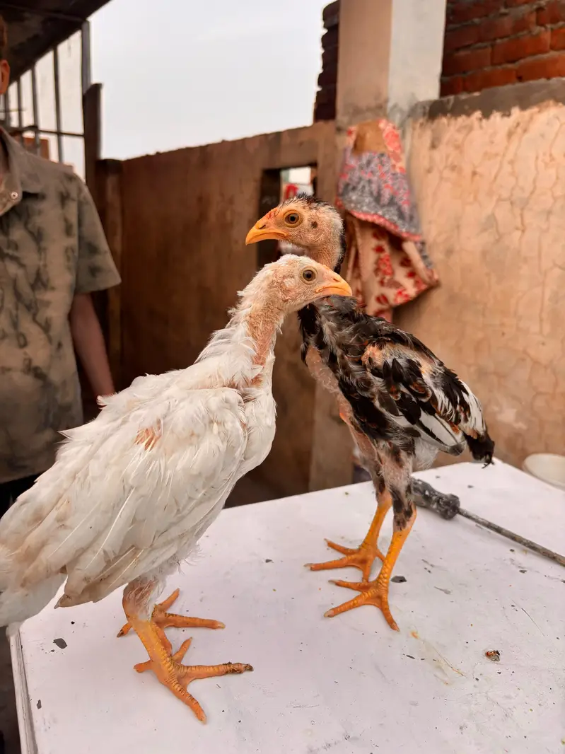 Mianwali Aseel Chicks | Healthy Desi Aseel | — photo 3