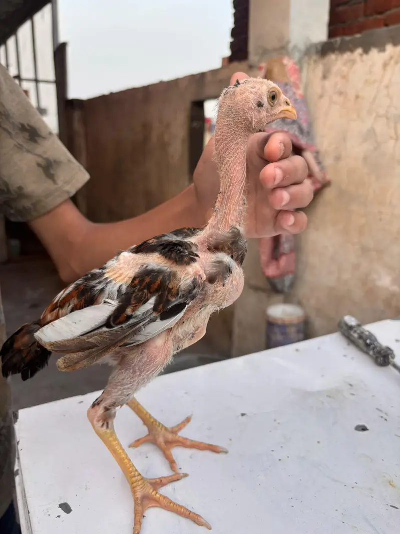 Mianwali Aseel Chicks | Healthy Desi Aseel | — photo 4