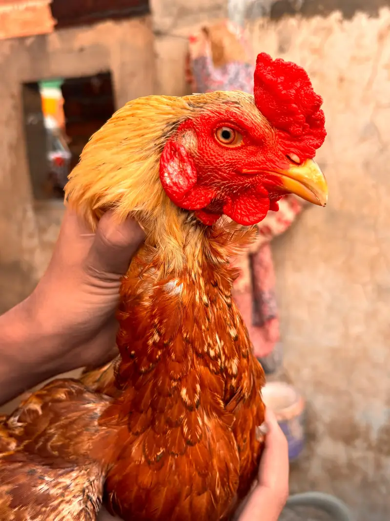 Mianwali Aseel Chicks | Healthy Desi Aseel | — photo 5