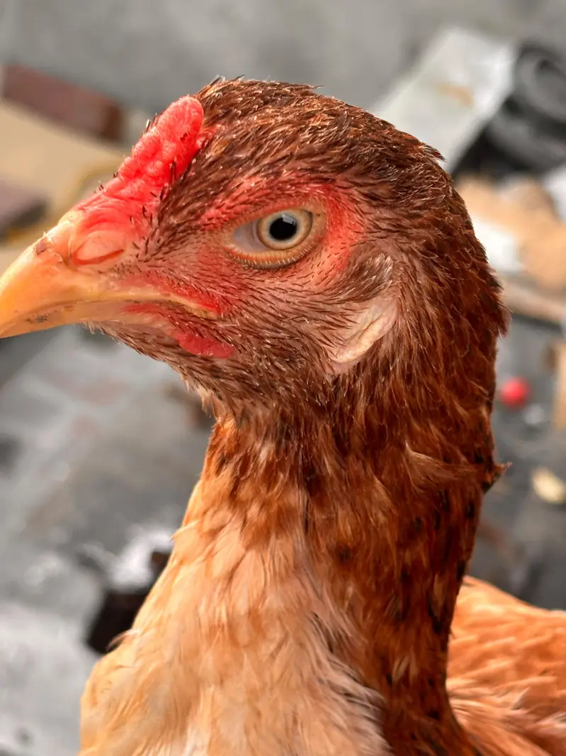 Mianwali Aseel Chicks | Healthy Desi Aseel | — photo 6