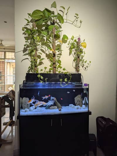 Aquariuam with all accessories and fish and plants