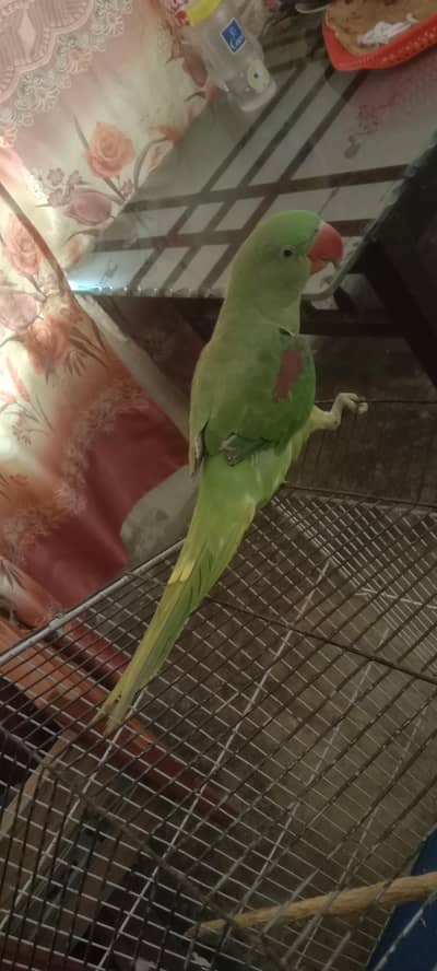 raw parrot male patha