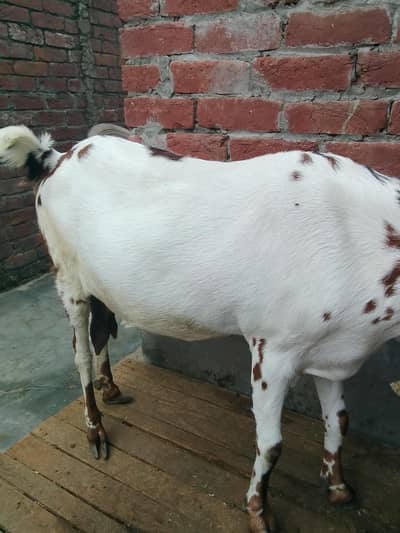 Dasi Gaban bakri for sale 03021736825
