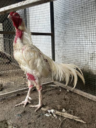 heera aseel breeder pair