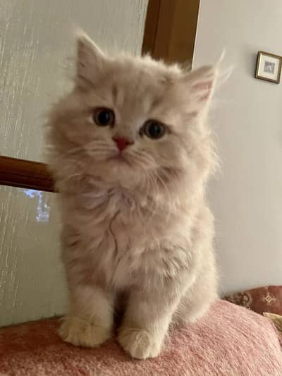 Kitten for sale