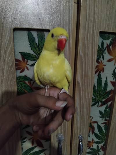 Yellow parrots