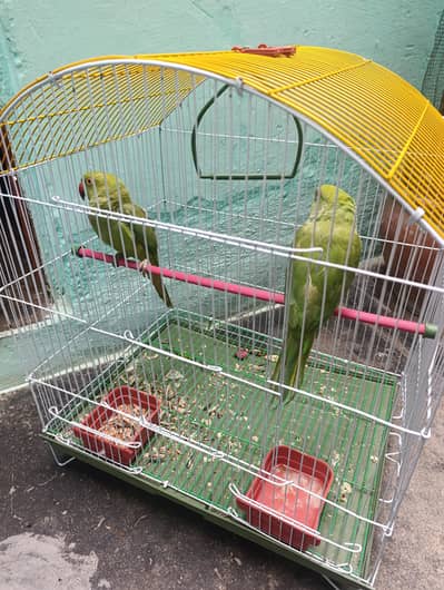 2 Healthy Male Ringneck Parrots for Sale – Young & Hand Trainable