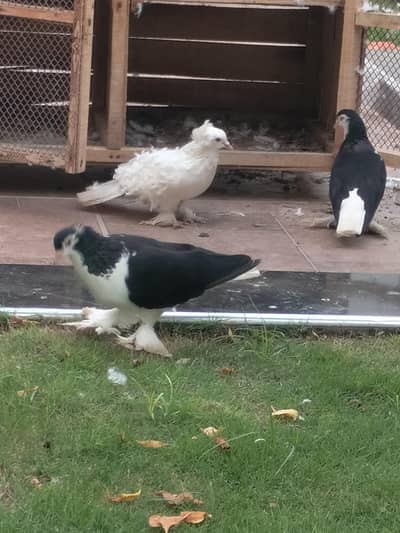 black shirazi breeder pair best price