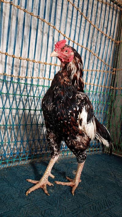 Pure Aseel Murgay Murgiyan Chicks - All Ages - Lahore