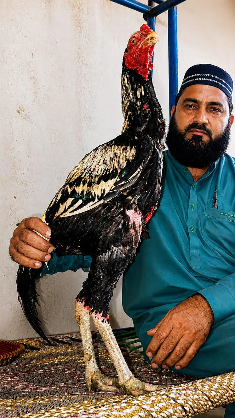 Pure Aseel Murgay Murgiyan Chicks - All Ages - Lahore — photo 2