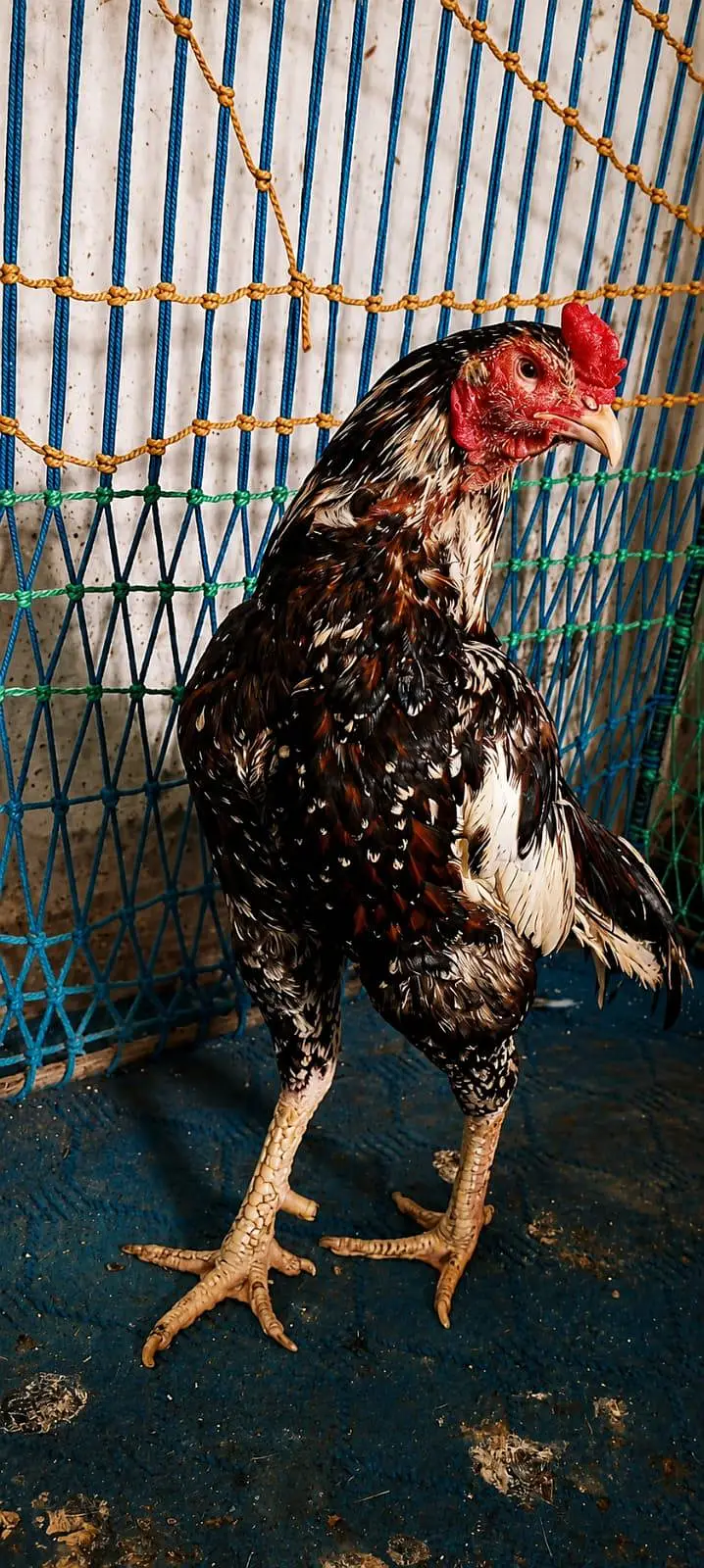 Pure Aseel Murgay Murgiyan Chicks - All Ages - Lahore — photo 3