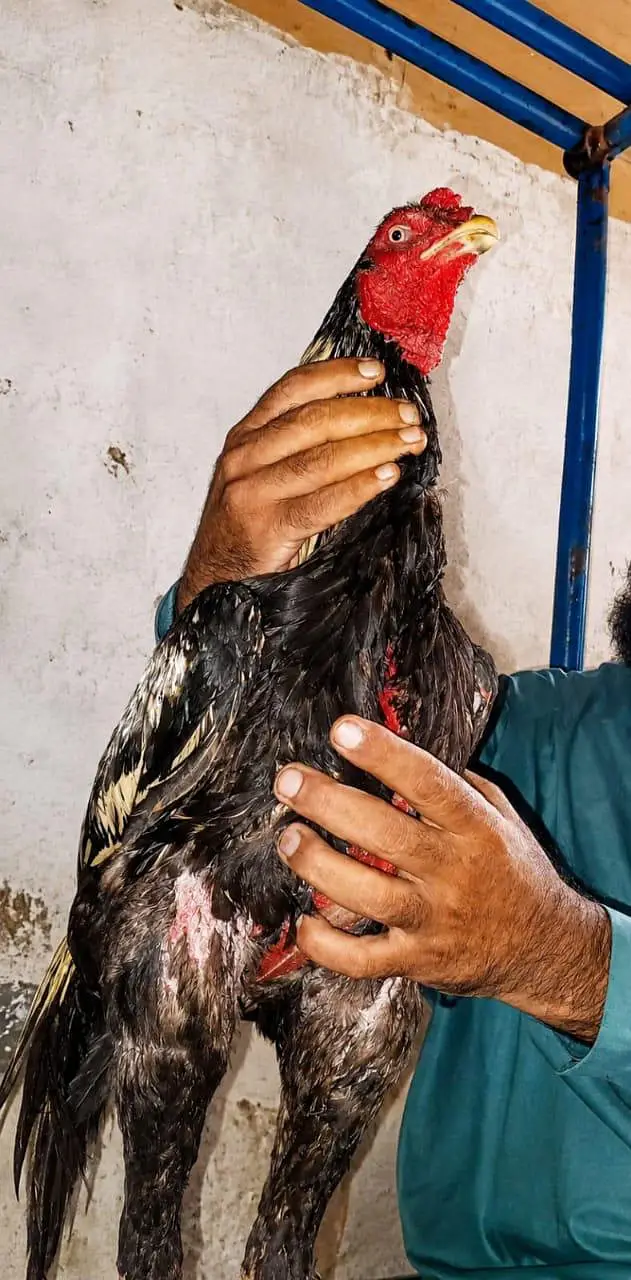 Pure Aseel Murgay Murgiyan Chicks - All Ages - Lahore — photo 4