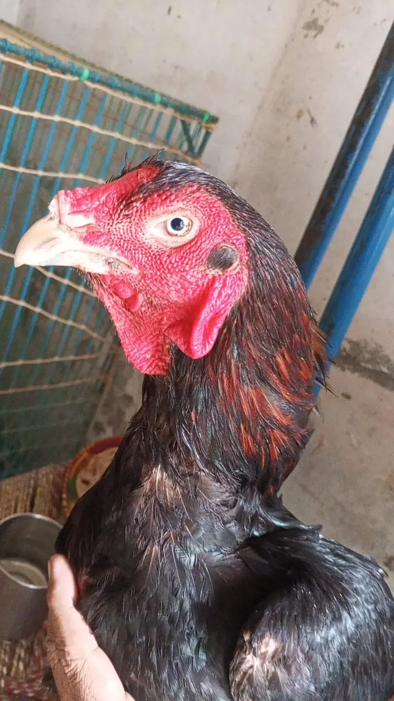 Pure Aseel Murgay Murgiyan Chicks - All Ages - Lahore — photo 6