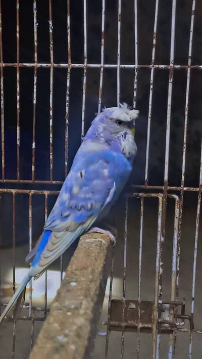 budgies or love bird pair hai sale ka liya