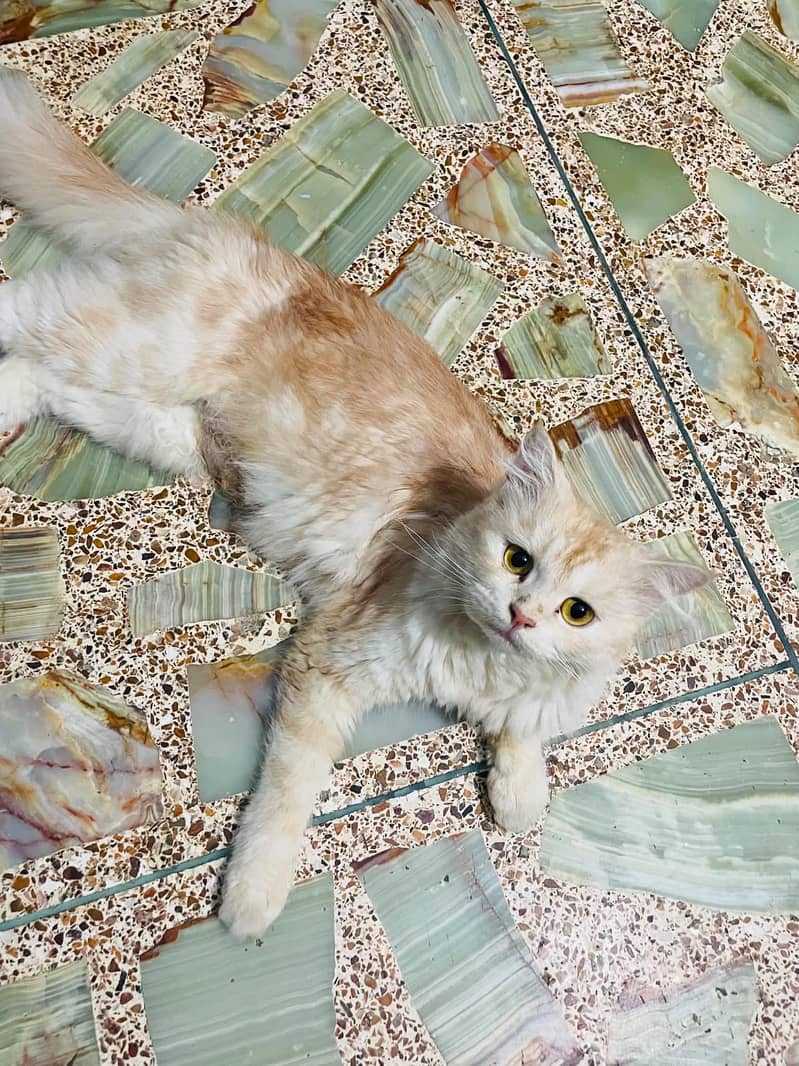 Persian 0