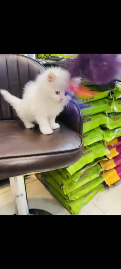 persian cat for sale