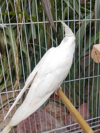 cockatiel breeding pair