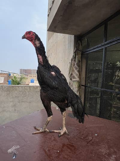 Black O shamo breeder Female