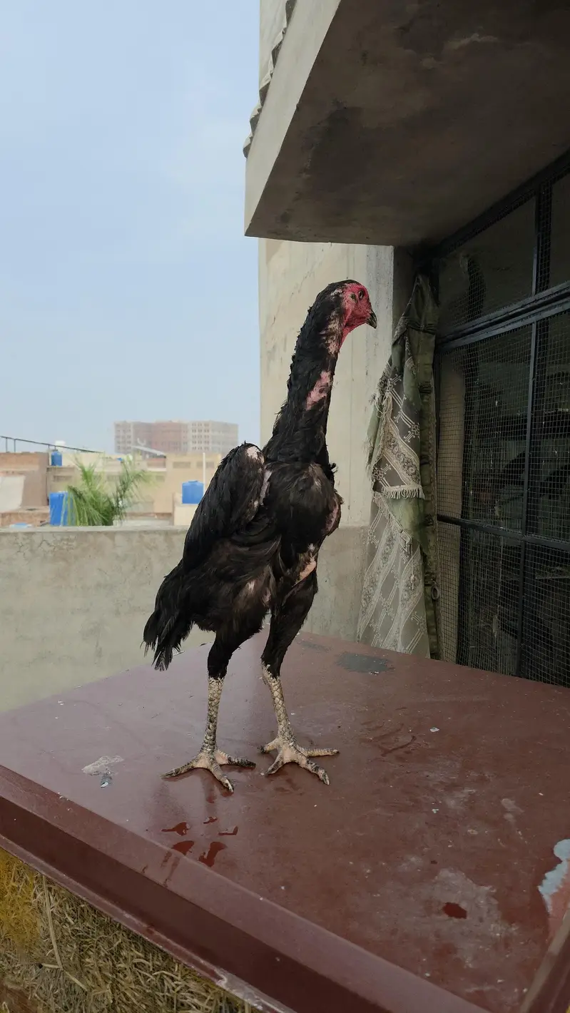 Black O shamo breeder Female — photo 2