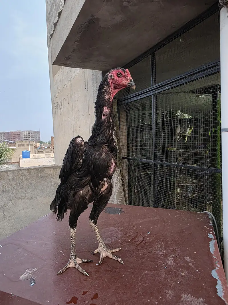 Black O shamo breeder Female — photo 3