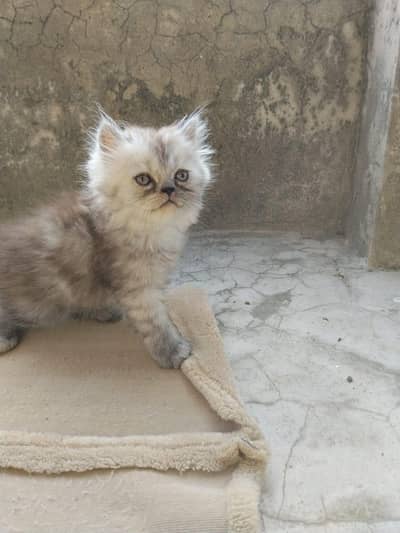 Persian kitten triple coat