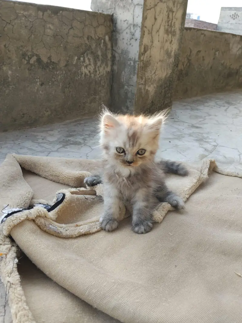 Persian kitten triple coat — photo 2