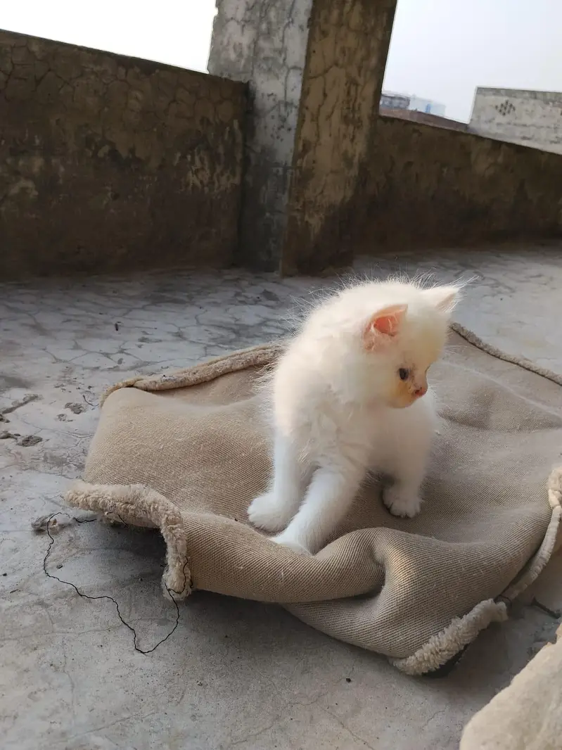 Persian kitten triple coat — photo 3
