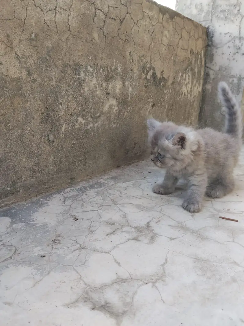 Persian kitten triple coat — photo 4